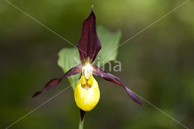 Lady’s slipper (Cypripedium calceolus)