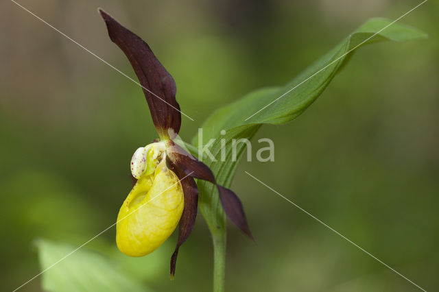 Lady’s slipper (Cypripedium calceolus)