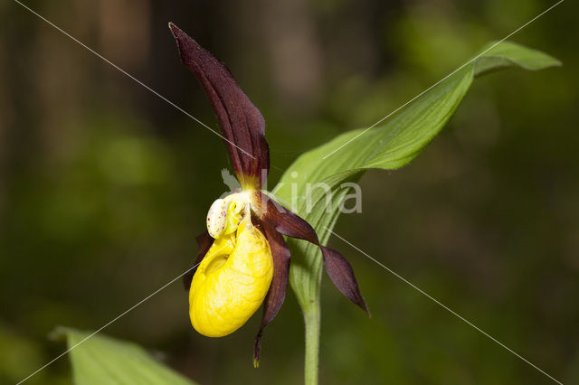 Lady’s slipper (Cypripedium calceolus)