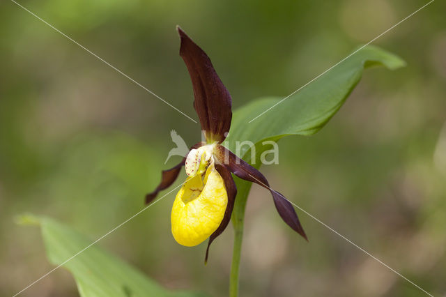 Lady’s slipper (Cypripedium calceolus)