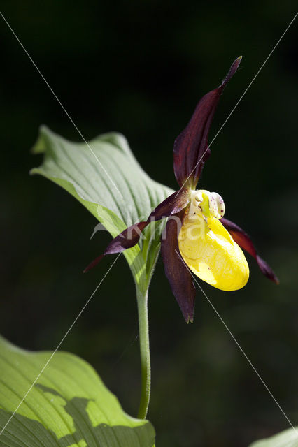 Lady’s slipper (Cypripedium calceolus)