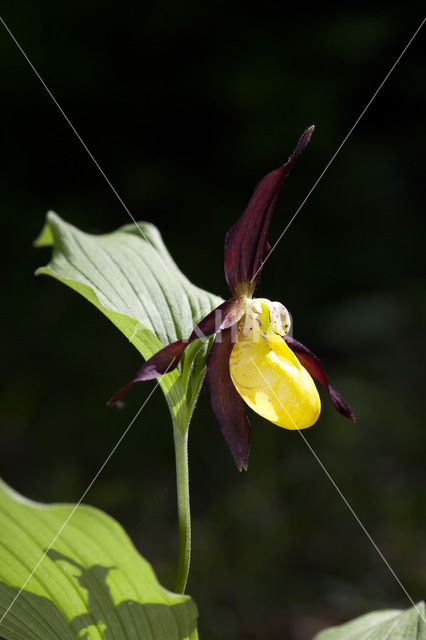 Lady’s slipper (Cypripedium calceolus)