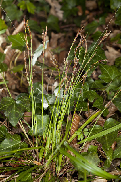 Fingered Sedge (Carex digitata)