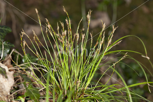 Fingered Sedge (Carex digitata)