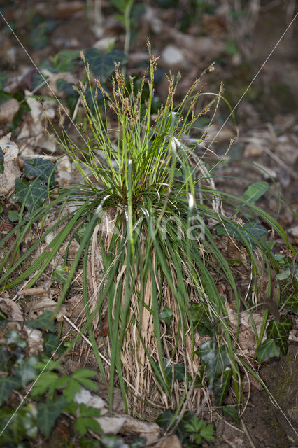 Fingered Sedge (Carex digitata)