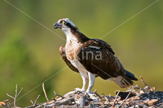 Osprey (Pandion haliaetus)