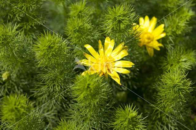 Yellow Pheasant’s-eye (Adonis vernalis)