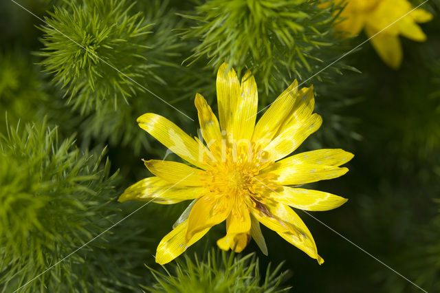 Yellow Pheasant’s-eye (Adonis vernalis)
