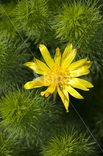 Yellow Pheasant’s-eye (Adonis vernalis)