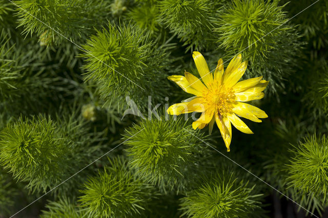 Yellow Pheasant’s-eye (Adonis vernalis)