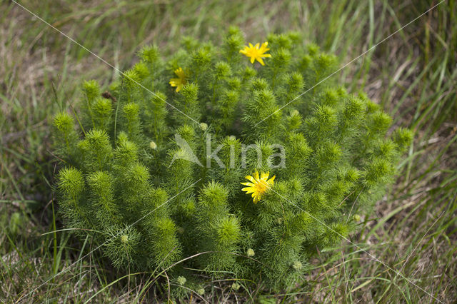 Yellow Pheasant’s-eye (Adonis vernalis)
