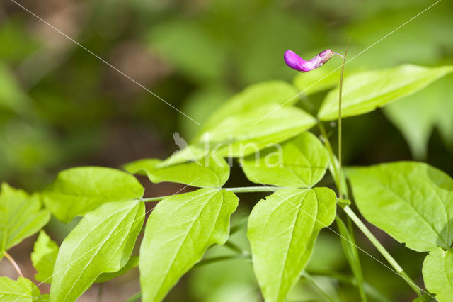 spring pea (Lathyrus vernus)