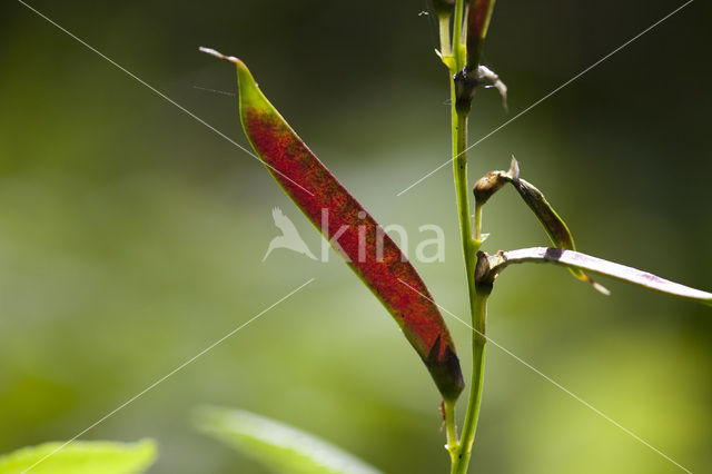 Voorjaarslathyrus (Lathyrus vernus)