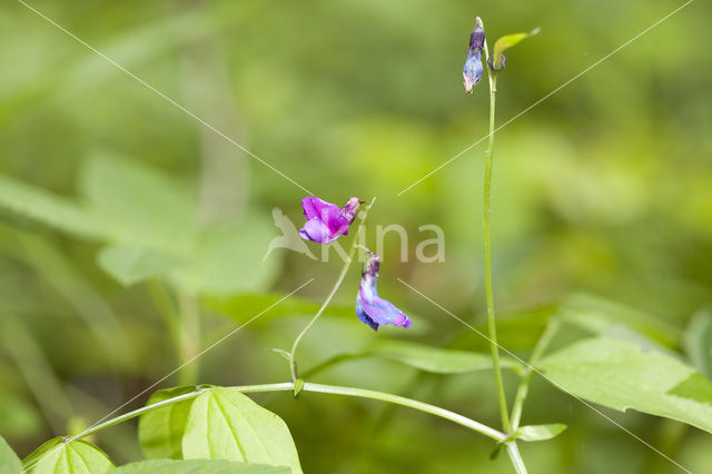 spring pea (Lathyrus vernus)
