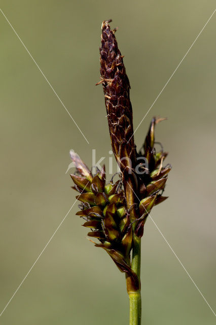 Voorjaarszegge (Carex caryophyllea)