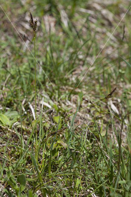 Voorjaarszegge (Carex caryophyllea)