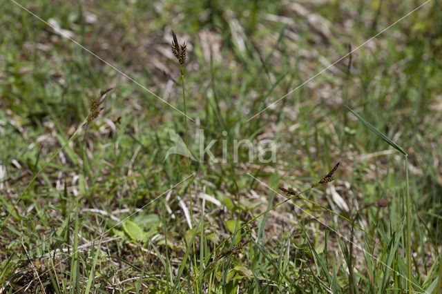 Voorjaarszegge (Carex caryophyllea)