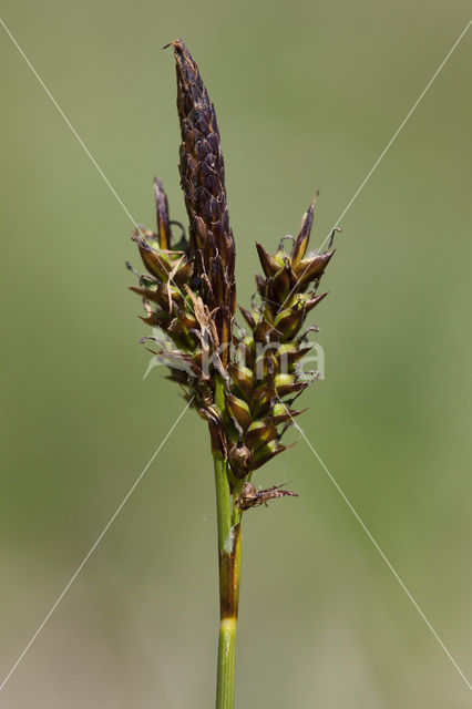 Voorjaarszegge (Carex caryophyllea)