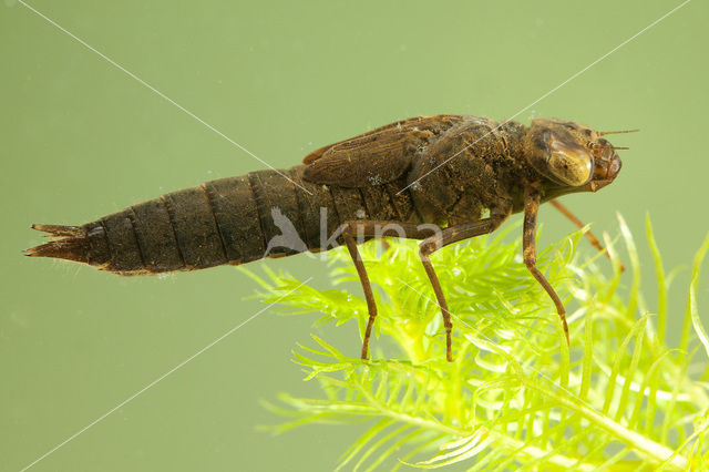 Northern Hawker (Aeshna isosceles)