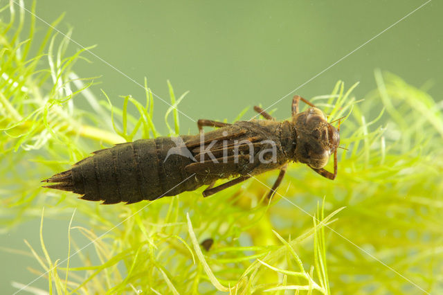 Northern Hawker (Aeshna isosceles)