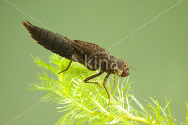 Northern Hawker (Aeshna isosceles)