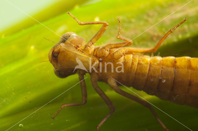 Northern Hawker (Aeshna isosceles)