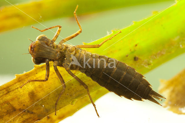Northern Hawker (Aeshna isosceles)