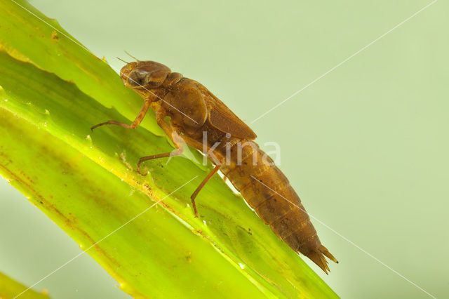 Northern Hawker (Aeshna isosceles)