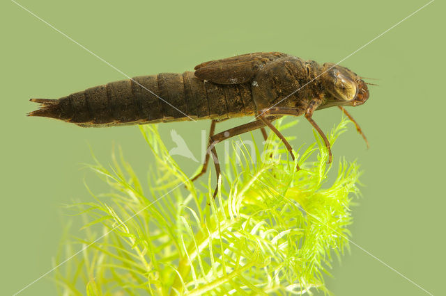 Northern Hawker (Aeshna isosceles)