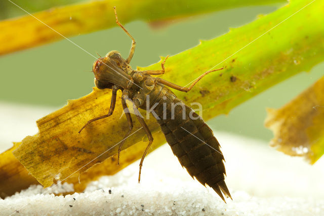 Northern Hawker (Aeshna isosceles)