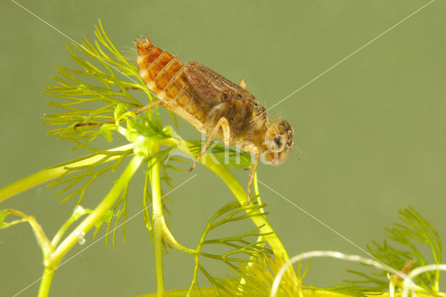 Vuurlibel (Crocothemis erythraea)