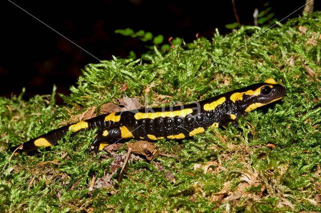 Vuursalamander (Salamandra salamandra)