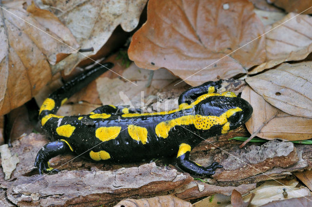 Vuursalamander (Salamandra salamandra)