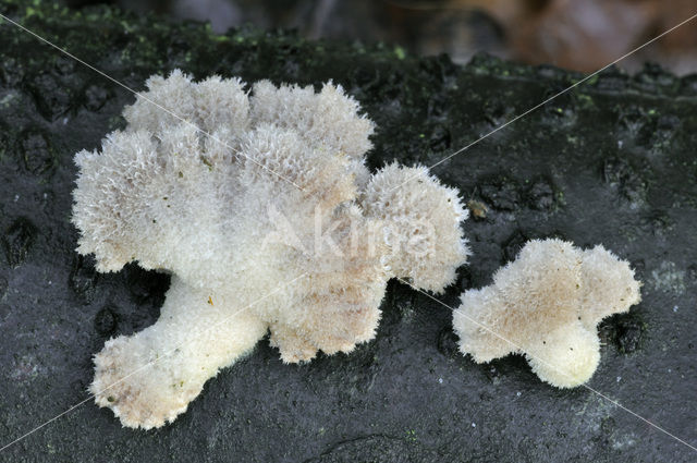 Waaiertje (Schizophyllum commune)