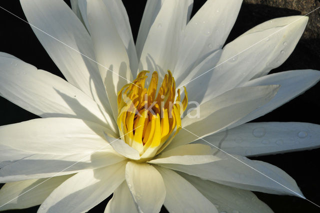 Waterlelie (Nymphaea spec.)