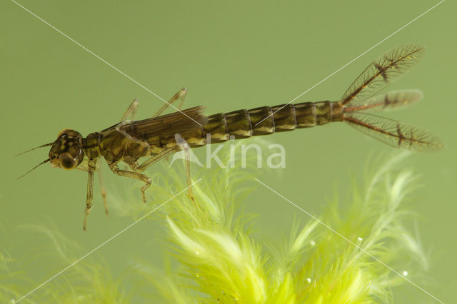 Common Blue Damselfly (Enallagma cyathigerum)
