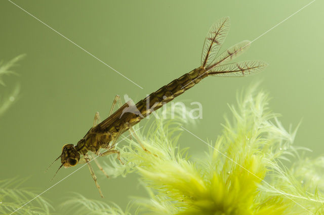 Common Blue Damselfly (Enallagma cyathigerum)