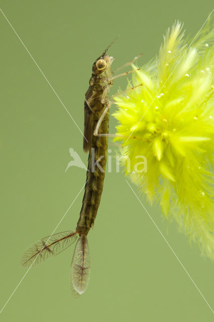 Common Blue Damselfly (Enallagma cyathigerum)