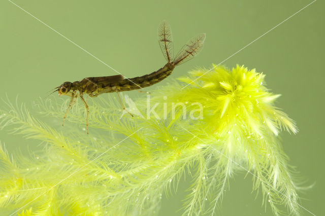 Common Blue Damselfly (Enallagma cyathigerum)