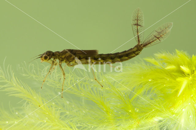 Watersnuffel (Enallagma cyathigerum)