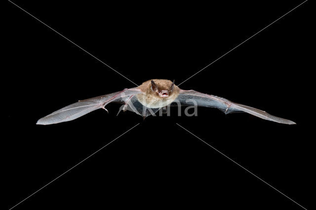 Daubenton’s Bat (Myotis daubentonii)