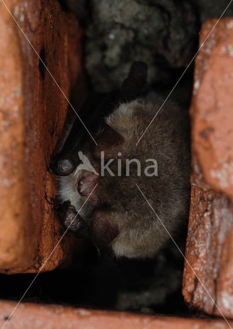 Daubenton’s Bat (Myotis daubentonii)