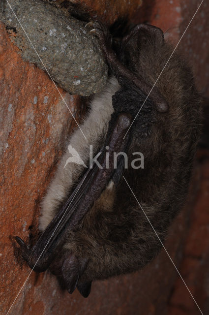 Watervleermuis (Myotis daubentonii)