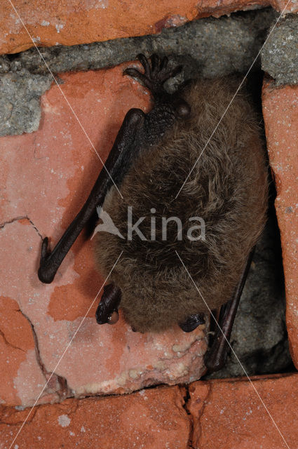 Watervleermuis (Myotis daubentonii)