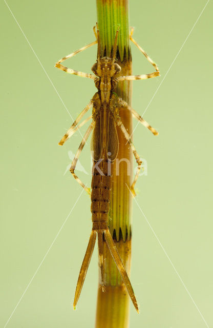 Banded Demoiselle (Calopteryx splendens)