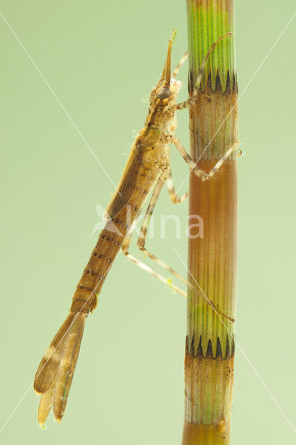 Banded Demoiselle (Calopteryx splendens)
