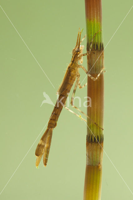 Banded Demoiselle (Calopteryx splendens)