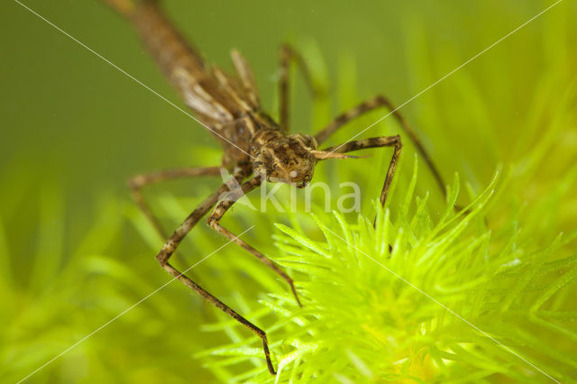 Banded Demoiselle (Calopteryx splendens)
