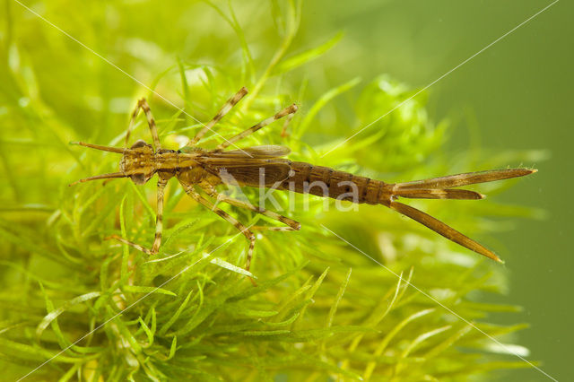 Weidebeekjuffer (Calopteryx splendens)