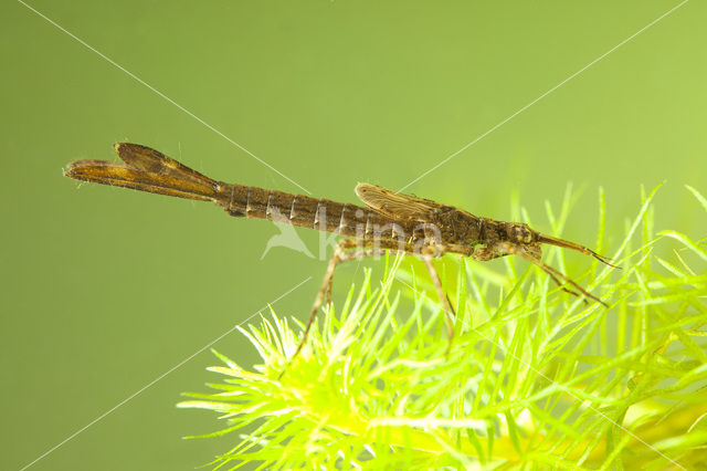 Weidebeekjuffer (Calopteryx splendens)